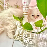 گربه|گربه|شیراز, شهرک گلدشت حافظ‎|دیوار