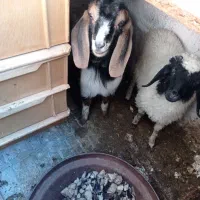 بز گوسفند|حیوانات مزرعه|کرمانشاه, |دیوار