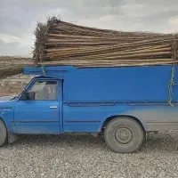 صنوبر نیگرا ترکیه فقط 10هزار|خدمات باغبانی و درختکاری|اراک, |دیوار