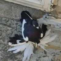 کویچح ارکح قلخلی|پرنده|باسمنج, |دیوار