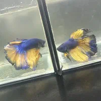 تخفیف ۲۰٪ فایتر به مناسبت بلک فرایدی