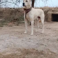 سگ سرابی اصل ۱۷ ماهه