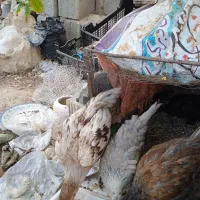 فروش یک جفت جوجه لاری ۳ ماهه و گلین ۴/۵ ماهه اصل|حیوانات مزرعه|داراب, |دیوار