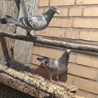 سلام دوستا گل یک جوفت گفتر مصافتی نر ماده خوش تیب