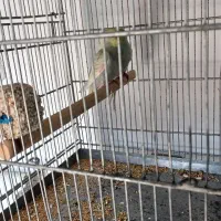 جفت مولد مرغ عشق رینبو رنگین کمانی فنچ طوطی راهب|پرنده|قدس, شهرقدس|دیوار