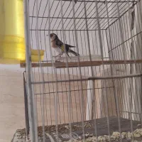 سهره فروشی|پرنده|پاکدشت, حصار امیر|دیوار