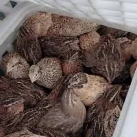 فروش وگوشت  بلدرچین بالغ ۴۵ روزه اصل وارمین