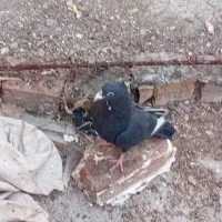 کفتر|حیوانات|زرند, |دیوار