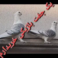 کفتر بلژیکی