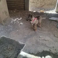 واگذاری توله ۵ماهه