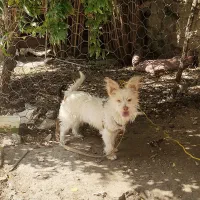 سگ پاکوتاه تریر تربیت شده ،حفت نرو ماده|سگ|کلاله, |دیوار