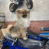 سگ پامرین خرسی