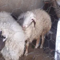 دو عدد بره قوچ|حیوانات مزرعه|کرمانشاه, |دیوار