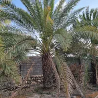 فروش پاجوش نخل خرما