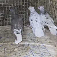 سه تا ماده دم سفید بندی جوون|پرنده|صدرا-فارس, فاز ۱|دیوار