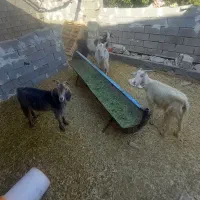 بز خوب|حیوانات مزرعه|رامهرمز, |دیوار