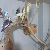 طوطی عروس هلندی