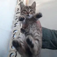 بچه گربه بازیگوش