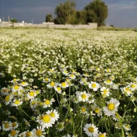 زمین-اهل-بیت-صدرا-1100متر