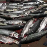 فروش ماهی قزل‌آلا چشمه