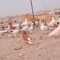 ۳۲عدد کفتر پرشی|پرنده|تاکستان, |دیوار