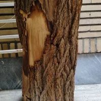 چوب کنده درخت الوار