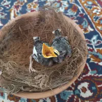 جوجه مینا باغی
