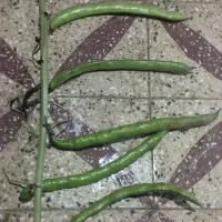 باقلا|عمده‌فروشی|دزفول, |دیوار