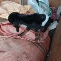 بزغاله شیری