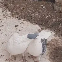 کبوتر پلاس افغان