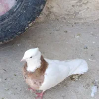 کبوتر،طوقی معاوضه با ماده|پرنده|بیستون, |دیوار