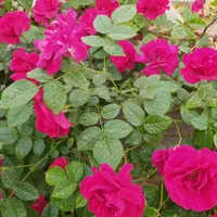 کمک به انجام فعالیت روزانه