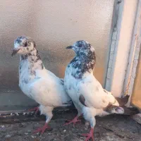 کبوتر  زاغ سبز و جوجه تیدی پاکستانی