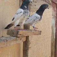 تیدی پاکستانی|پرنده|بندر ماهشهر, |دیوار