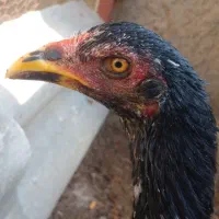 لاری|حیوانات مزرعه|برخوار, |دیوار