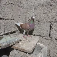 کبوتر دوبر و طوقی