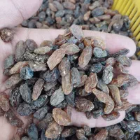 کشمش آفتابی کاشمر|عمده‌فروشی|گرگان, |دیوار