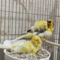 یک جفت قناری فر زیبا.لطفا آگهی رو کامل بخونید.