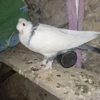 کبوتر برای فروش|پرنده|لردگان, |دیوار