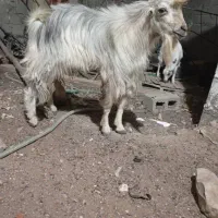 3عدد گوسفند در بستک|حیوانات مزرعه|بستک, |دیوار