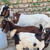 بزدوقلوزا