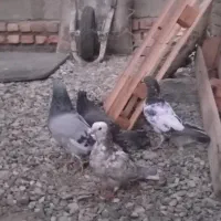 کبوتر|پرنده|ایرانشهر, |دیوار