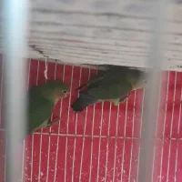 یه جفت کوتوله خوشرنگ|پرنده|تربت جام, شهید مدرس|دیوار