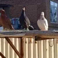 کفتر هوایی کبوتر بوم