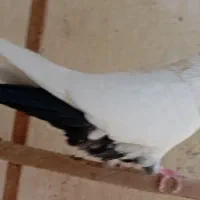 کفتر