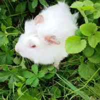 خوکچه های رنگا رنگ|موش و خرگوش|کوچصفهان, |دیوار