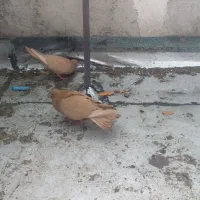 کفترزرد|پرنده|ارس, |دیوار