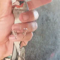 سهره نر ماده کار داده