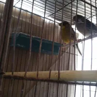 قناری گلاستر|پرنده|سهند, |دیوار