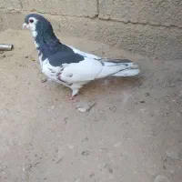 یال سیاه|پرنده|کوه چنار, |دیوار